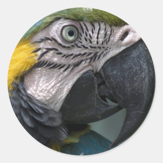 Adesivo Redondo Parrot Sticker (Frente)