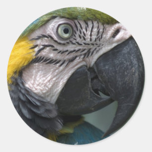 Adesivo Redondo Parrot Sticker