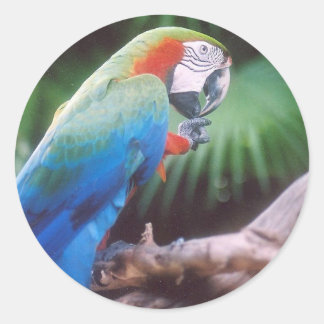 ADESIVO REDONDO PARRÓTULOS VERDE AZUL