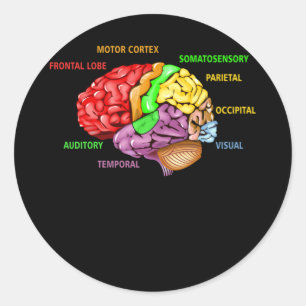 Adesivo Redondo Partes A Anatomia cerebral Aprendizado Colorido de