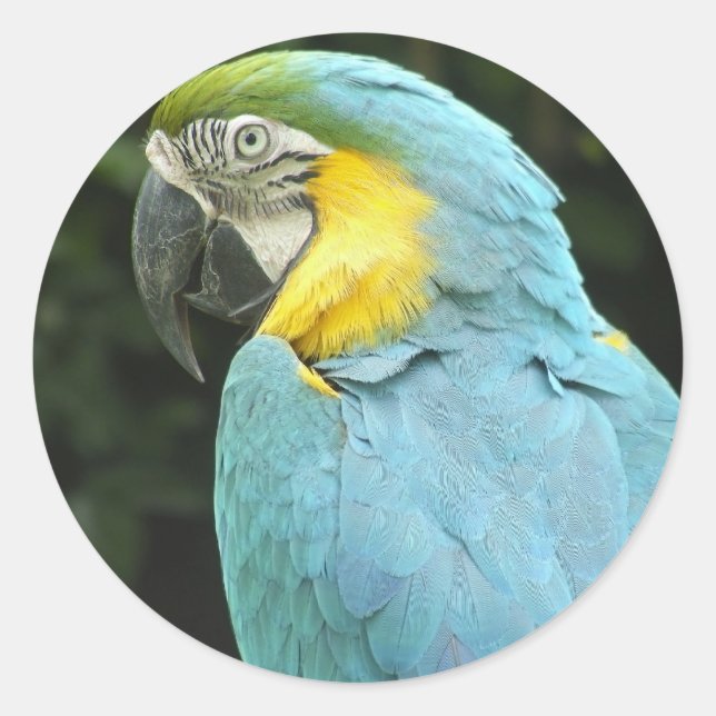 Adesivo Redondo Pássaro bonito (Frente)