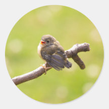 Pássaro bonito cantando feliz num dia de verão