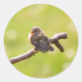 Adesivo Redondo Pássaro bonito cantando feliz num dia de verão