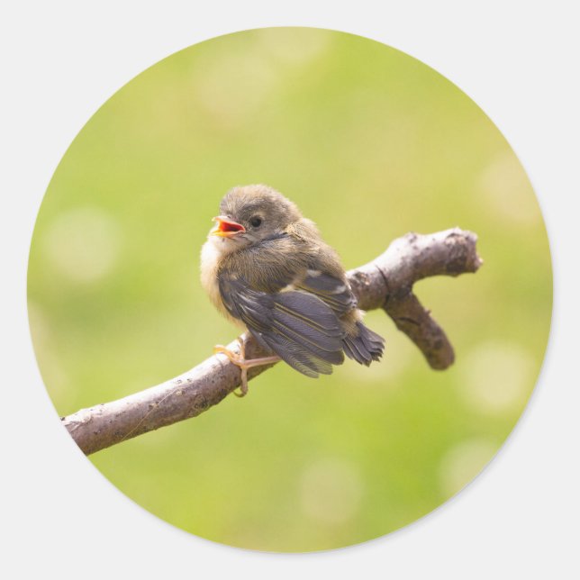 Adesivo Redondo Pássaro bonito cantando feliz num dia de verão (Frente)