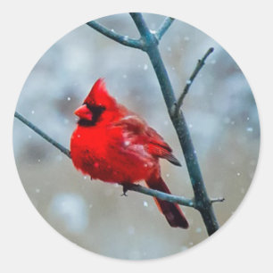 Adesivo Redondo Pássaro cardinal vermelho macio do inverno frio,
