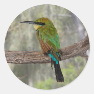 Adesivo Redondo Pássaro comedor de abelhas arco-íris, Austrália