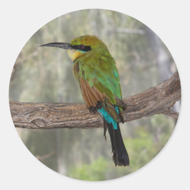 Adesivo Redondo Pássaro comedor de abelhas arco-íris, Austrália (Frente)