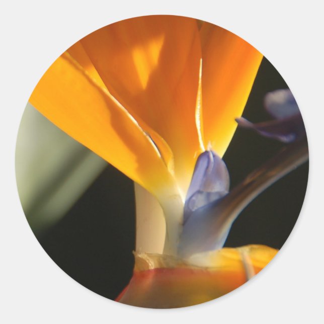 Adesivo Redondo Pássaro de Paraíso (Frente)