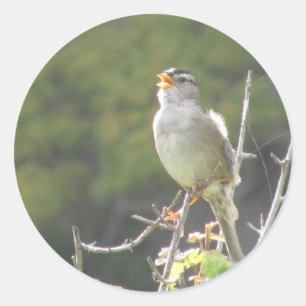 Adesivo Redondo Pássaro do canto