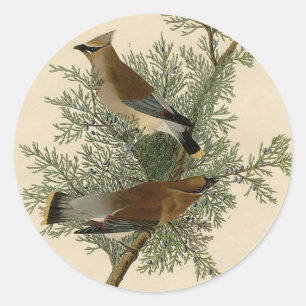 Adesivo Redondo Pássaro do Waxwing de cedro de Audubon