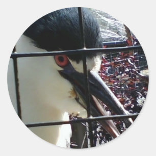 Adesivo Redondo Pássaro Exótico na imagem do Zoo