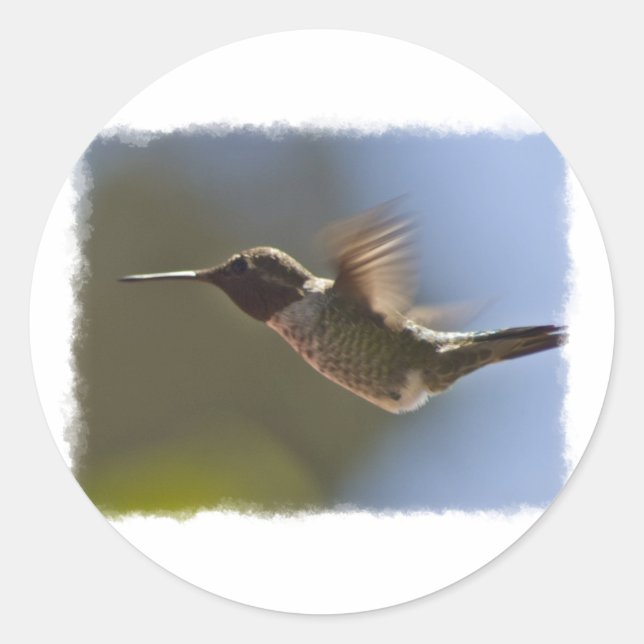 Adesivo Redondo Pássaro Hummingno Voo (Frente)