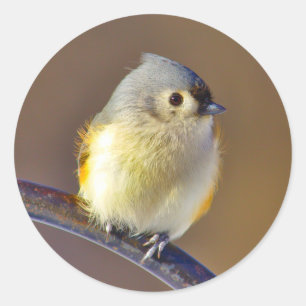 Adesivo Redondo Pássaro Pequeno