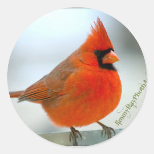 Adesivo Redondo Pássaro vermelho cardinal