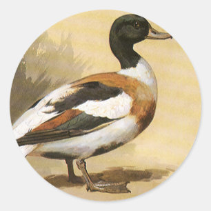 Adesivo Redondo Pássaros dos animais selvagens do vintage, pato d