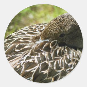 Adesivo Redondo Pato