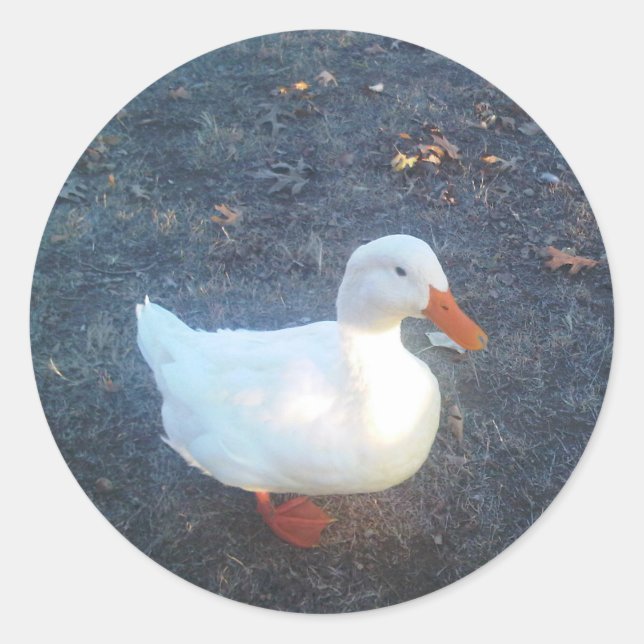 Adesivo Redondo Pato-adesivos (Frente)