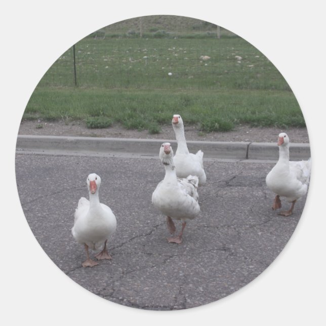 Adesivo Redondo Pato-adesivos (Frente)