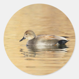 Adesivo Redondo Pato de Gadwall Masculino