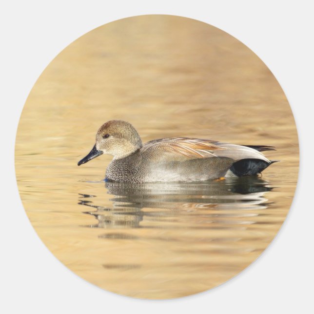 Adesivo Redondo Pato de Gadwall Masculino (Frente)