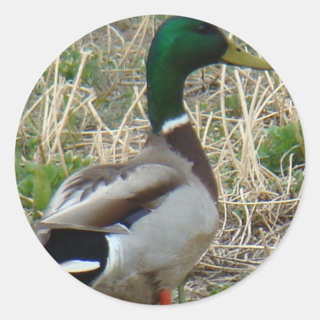 Adesivo Redondo Pato-real B12 (Frente)