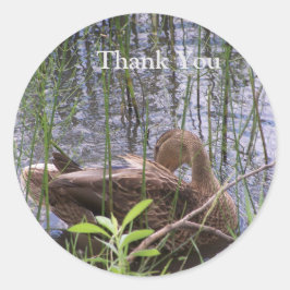 Adesivo Redondo Pato se ajeitando entre os juncos