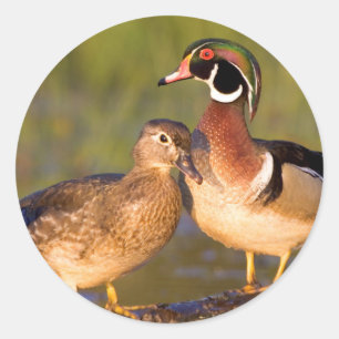 Adesivo Redondo Patos de madeira e fêmea no pantanal do início d