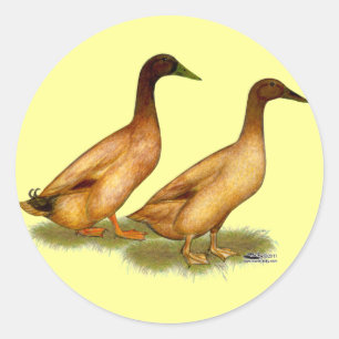 Adesivo Redondo Patos: Khaki Campbell