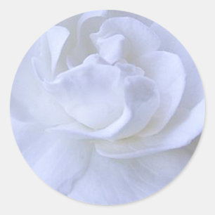 Adesivo Redondo Pau de Casamento Rosa Branco