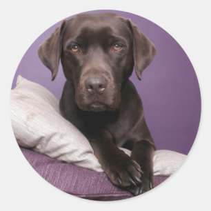 Adesivo Redondo Pau de chocolate Brown Labrador Retriever