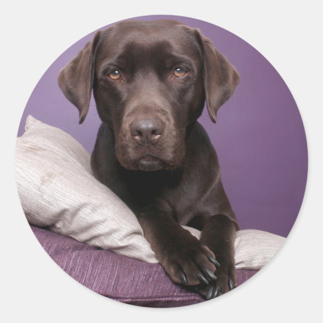 Adesivo Redondo Pau de chocolate Brown Labrador Retriever (Frente)