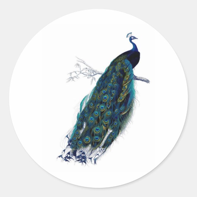 Adesivo Redondo Pavão Impressão de História Natural Antiquada (Frente)
