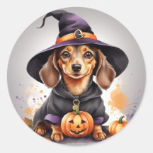 Paws & Potions: Bruxa Dachshund em uma Abóbora