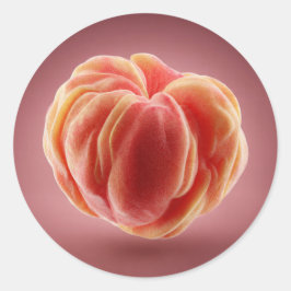 Adesivo Redondo Peach Peel Texture Premium Printable Label Design