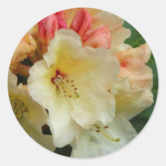 Adesivo Redondo Peachy Cream Azaleas