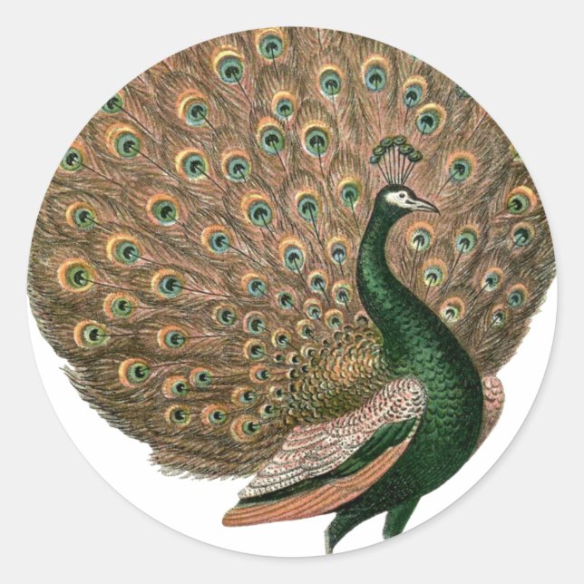 Adesivo Redondo Peafowl (pavão) de arte venenosa despenca ouro ver (Frente)