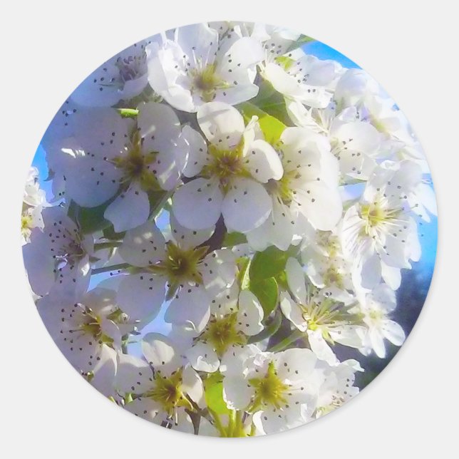 Adesivo Redondo Pear Blossoms (Frente)