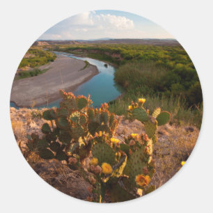 Adesivo Redondo Pear Cactus (Opuntia Sp.)