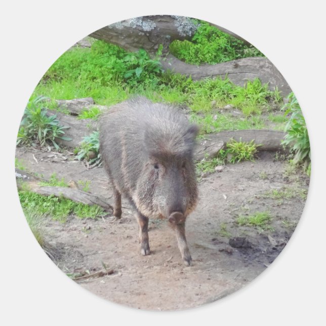 Adesivo Redondo Peccary Chacoan #1 Stickers (Frente)
