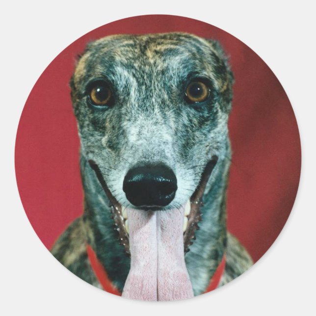 Adesivo Redondo PEDAÇOS Greyhound Sticker Brindle (Frente)