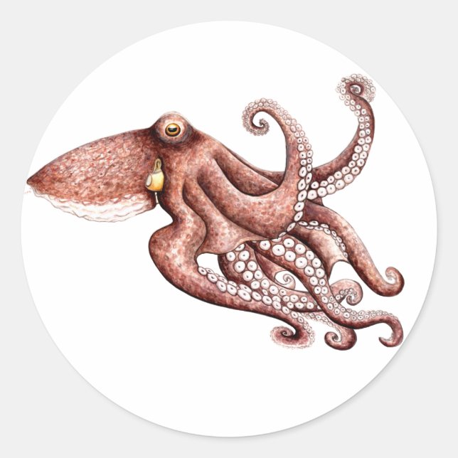 Adesivo Redondo Pegatina Pulpo Octopus vulgaris (Frente)