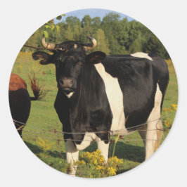 Adesivo Redondo Pegue o Touro pelos Cornos