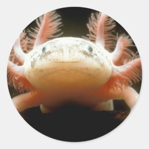 Adesivo Redondo Peixe Andando Mexicano