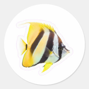 Adesivo Redondo Peixe Borboleta Exótico - Beleza Vibrante do Recif