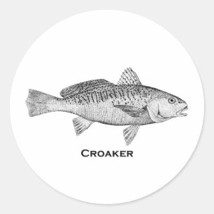 Adesivo Redondo Peixe-Croaker