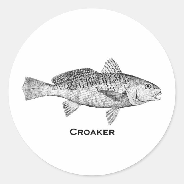 Adesivo Redondo Peixe-Croaker (Frente)