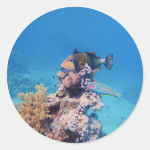 Adesivo Redondo Peixe-gato repousa sobre um bloco de coral no reci