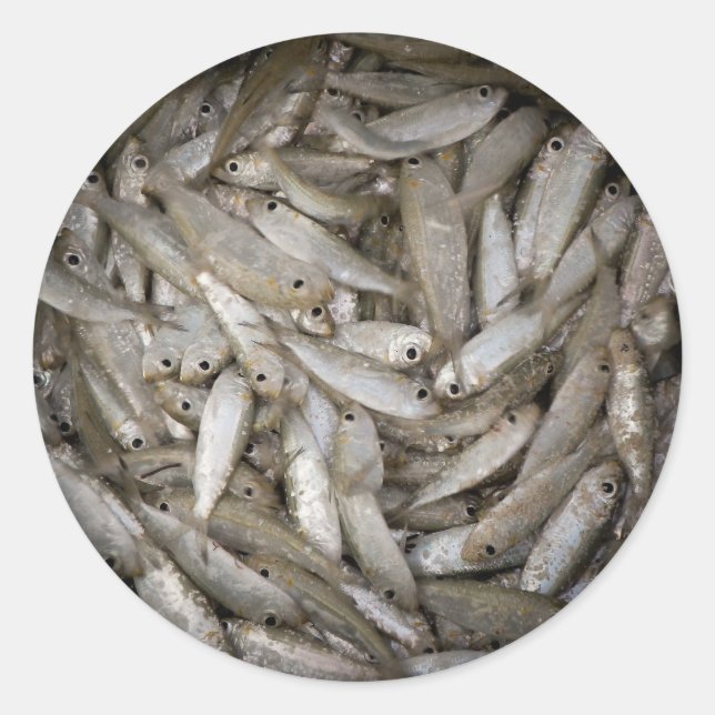 Adesivo Redondo Peixe num Balde (Frente)