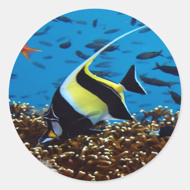 Adesivo Redondo Peixe tropical (Frente)
