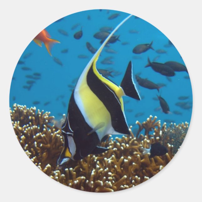 Adesivo Redondo Peixes Animais aquáticos (Frente)